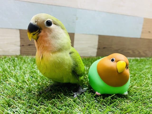 最新画像有り♪真っ赤なお顔になっていきます！ホヤホヤのコザクラインコノーマルカラー♪