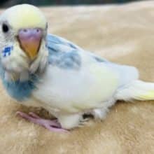 元気いっぱい！！！セキセイインコ(パステルレインボーパイド)ヒナ