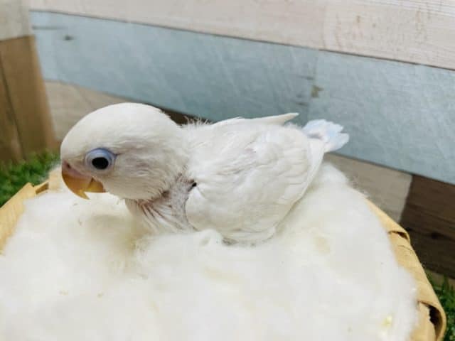 シロボタンインコ