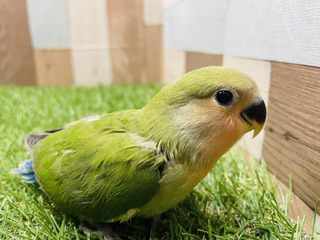 まるまる体型の大人しいコ！コザクラインコのノーマルカラー！