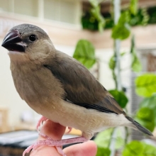 すくすく成長中です！桜文鳥 ヒナ