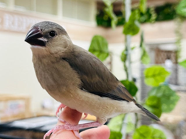 すくすく成長中です！桜文鳥 ヒナ