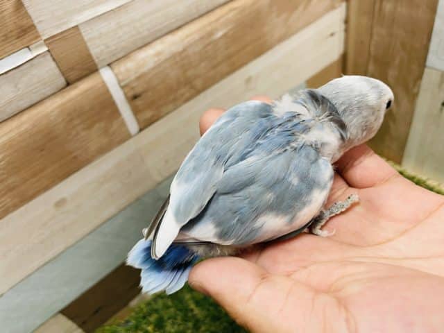 コザクラインコ（小桜インコ）