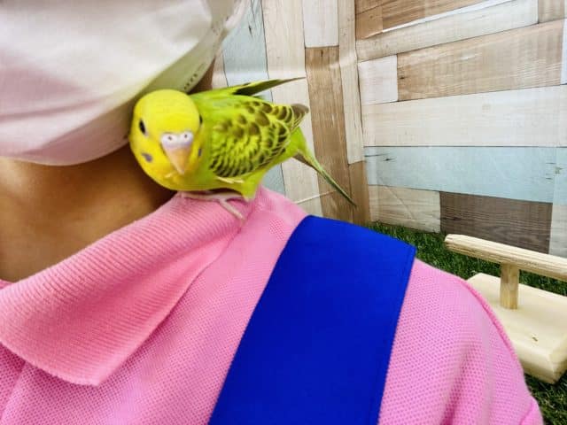 セキセイインコ