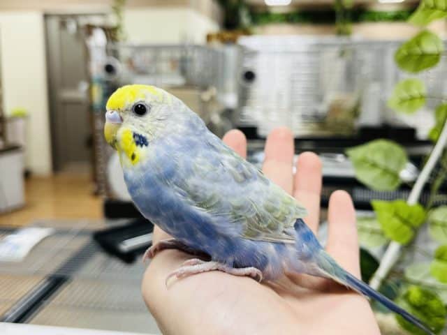 セキセイインコ