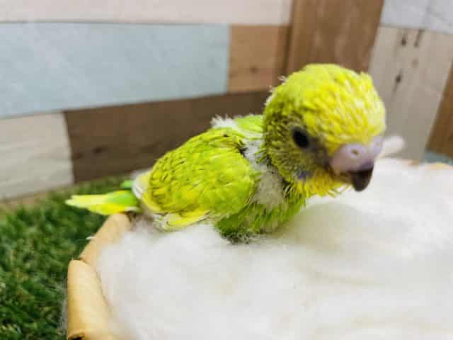 セキセイインコ