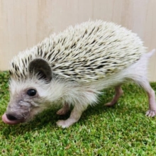 お久しぶりに入舎です‼️ ヨツユビハリネズミになりますよ！　ハリネズミ