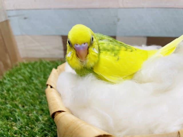 セキセイインコ