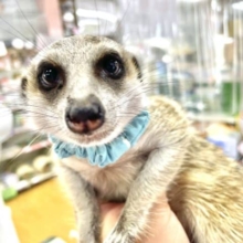 可愛いコたちが待っています☆ミーアキャットフェア！！