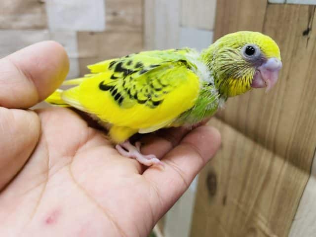 セキセイインコ