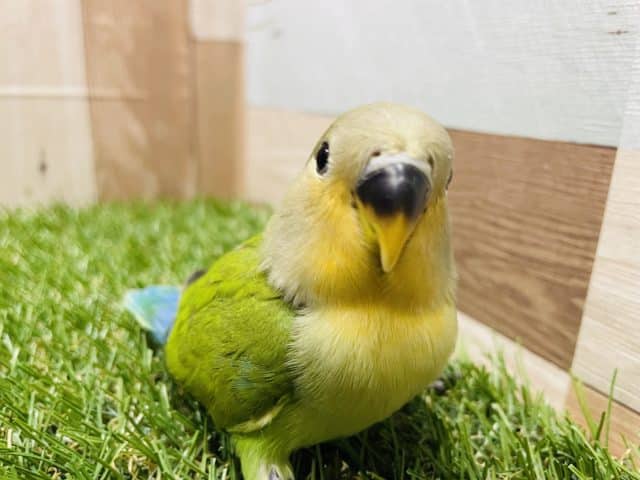 ポーズを決めてくれる可愛いコ！コザクラインコのオレンジフェイスカラー！