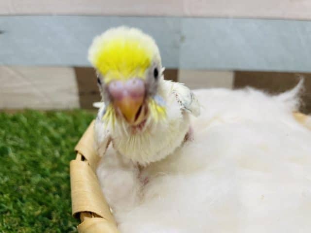 セキセイインコ