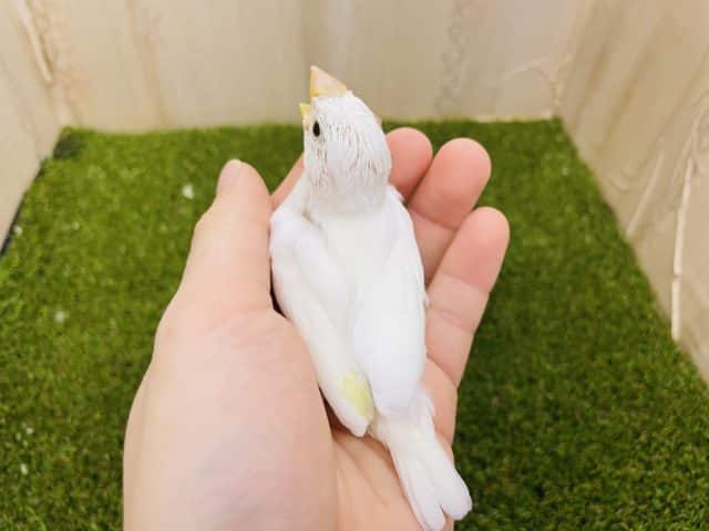 白文鳥