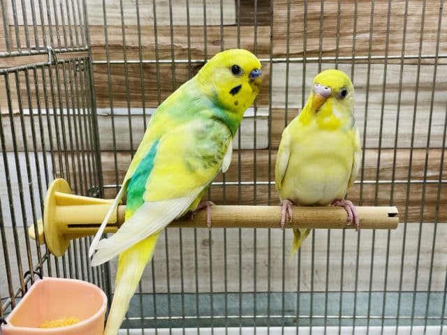 セキセイインコ