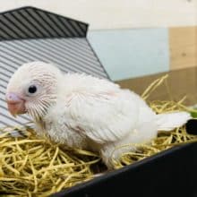 ふわふわ綿のような白さのセキセイインコヒナ♪ダブルファクターやって来ました〜