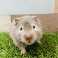 まるっとふわっとハムちゃんです♡人気の高いセーブルハムスター女の子♪