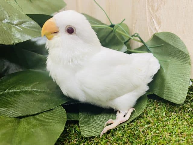 コザクラインコ（小桜インコ）