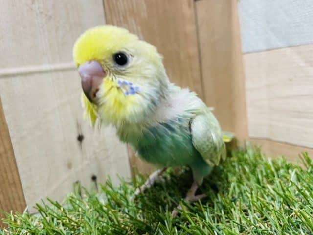 明るいグリーンの可愛いコ！セキセイインコのパステルカラーレインボー！