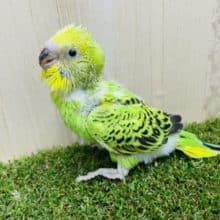 黒い模様がカッコいいんですよ‼️ 定番人気のセキセイさん！　セキセイインコ　オパーリン