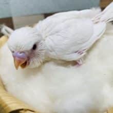 真っ白に赤目の天使なヒナさんです！セキセイインコのアルビノカラー！