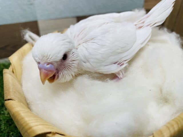 真っ白に赤目の天使なヒナさんです！セキセイインコのアルビノカラー！