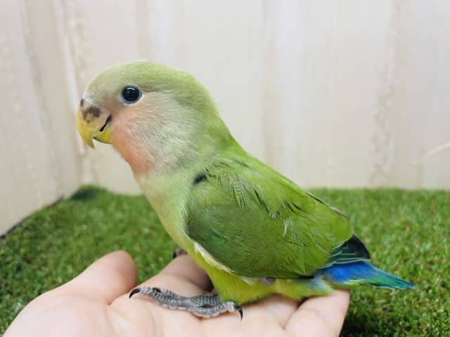 コザクラインコ（小桜インコ）