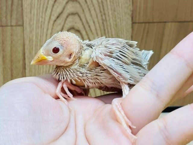 シナモン文鳥