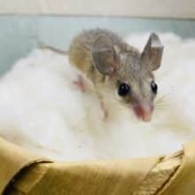 トゲトゲが特徴のネズミさん！まだまだ小さくて可愛すぎるカイロトゲマウスやって来ました♡