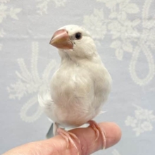 高級感💛シルバー文鳥　2022年9月生まれ