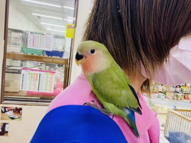 コザクラインコ（小桜インコ）