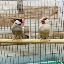 シナモン文鳥のペア！！