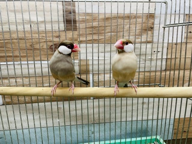 シナモン文鳥のペア！！