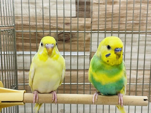 セキセイインコ