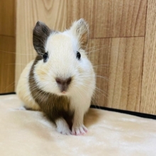 キャラメルラテみたいなカラーの子♡イングリッシュモルモット