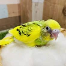 イエローが多い明るいコ！！セキセイインコのパイドカラー！
