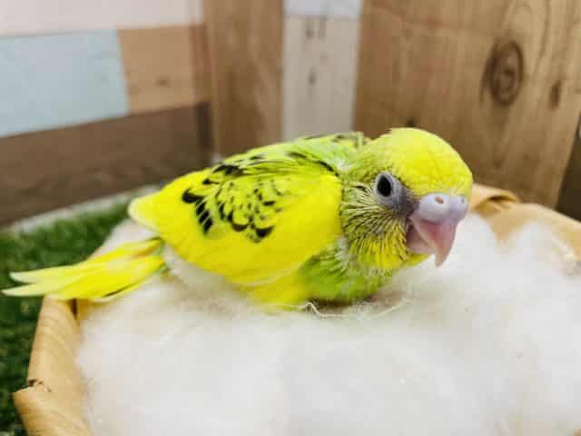 イエローが多い明るいコ！！セキセイインコのパイドカラー！