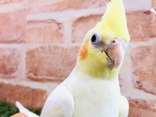 人気のオカメちゃんです　オカメインコ　ルチノー　R４　１０／１５撮影