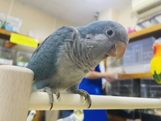 オキナインコ