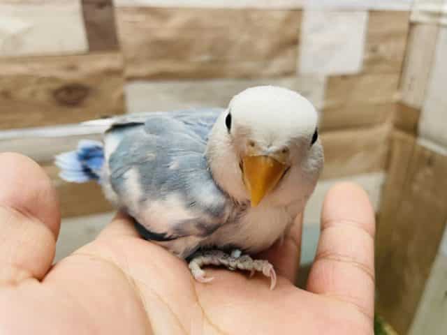 コザクラインコ（小桜インコ）