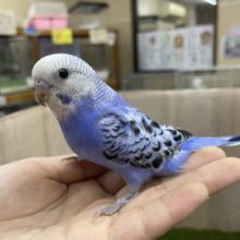 最新画像になりますよ‼️さわやかに〜きめちゃうよ！　セキセイインコ　オパーリン