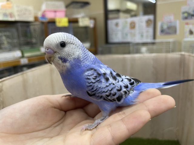 最新画像になりますよ‼️さわやかに〜きめちゃうよ！　セキセイインコ　オパーリン