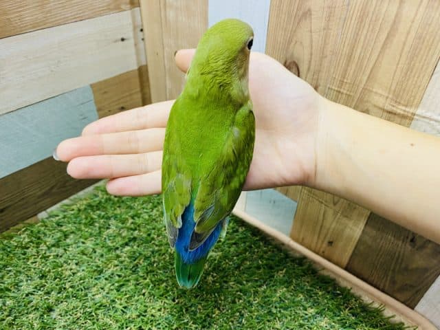 コザクラインコ（小桜インコ）