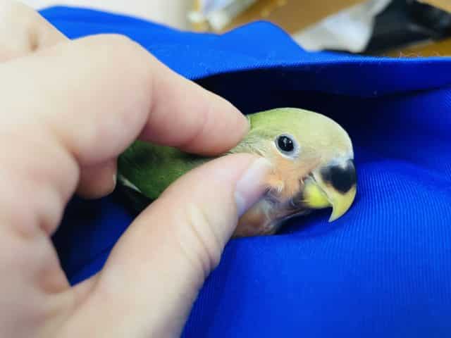 コザクラインコ（小桜インコ）