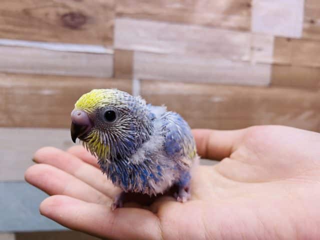 ブルー×イエローが綺麗なおっとりさん♪セキセイインコパステルレインボースパングル！