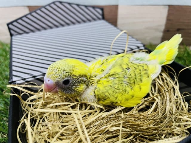 セキセイインコ