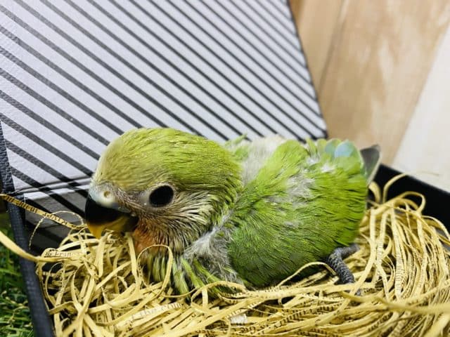 コザクラインコ（小桜インコ）