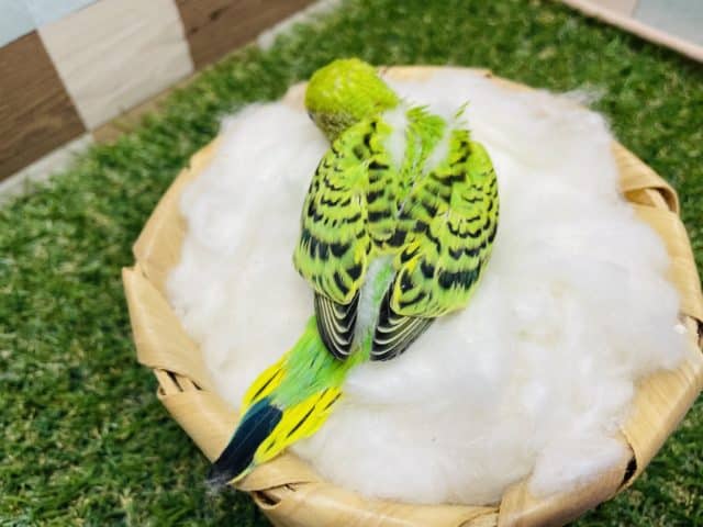 セキセイインコ