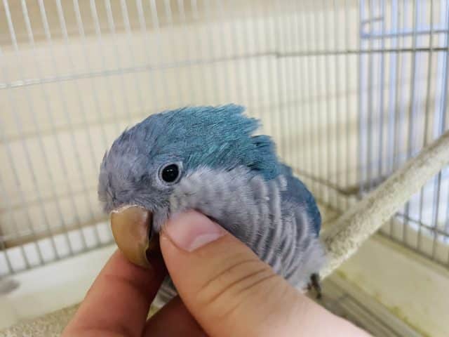 オキナインコ