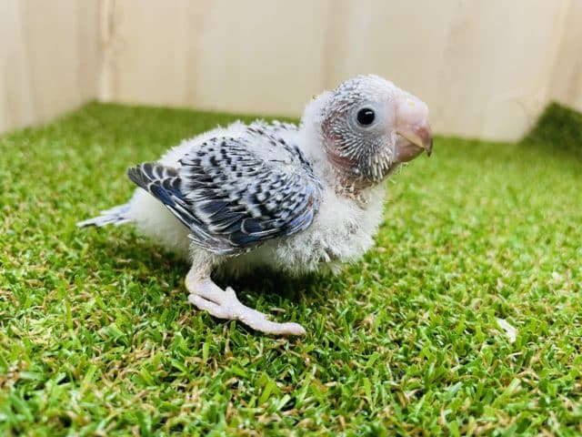 まっしろワタワタ！！うぶうぶセキセイさん！　セキセイインコ　オパーリン