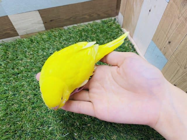 セキセイインコ